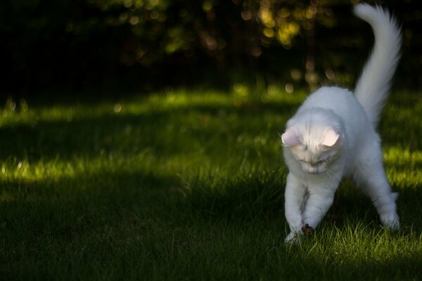 Weiße Katze spielt auf dem Rasen