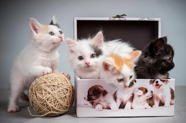 Enchevêtrement, une boîte de chatons chattes