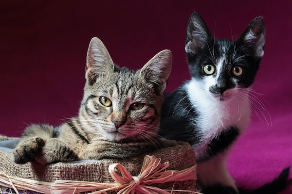 Modelos de gatos posando en la cámara