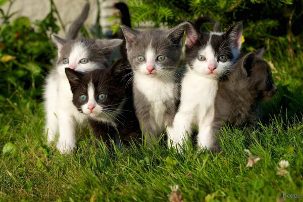 Cinque gattini si crogiolano sull erba