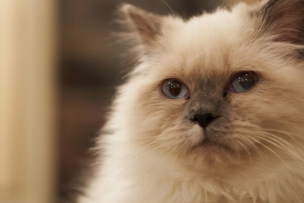 Gatto assonnato Peloso siamese