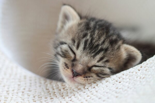 Полосатый котик сладко спит