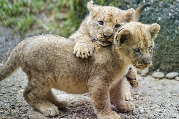 Pairs of little lion cubs playing