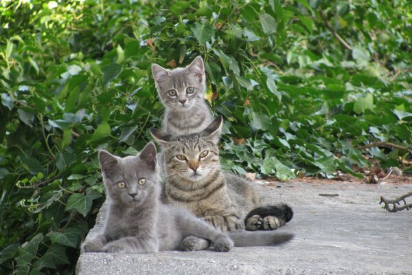 A cat with children after eating sits chatting in her own language