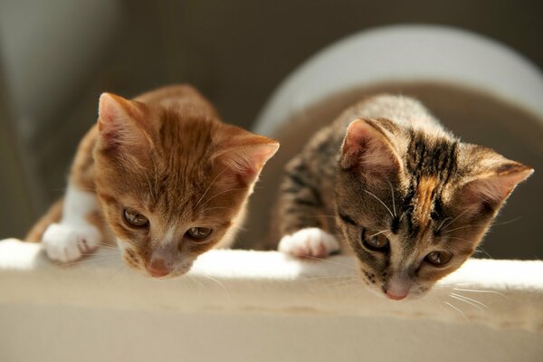 Los gatitos observan su objetivo