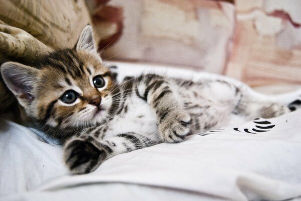 The cat is lying on the bed