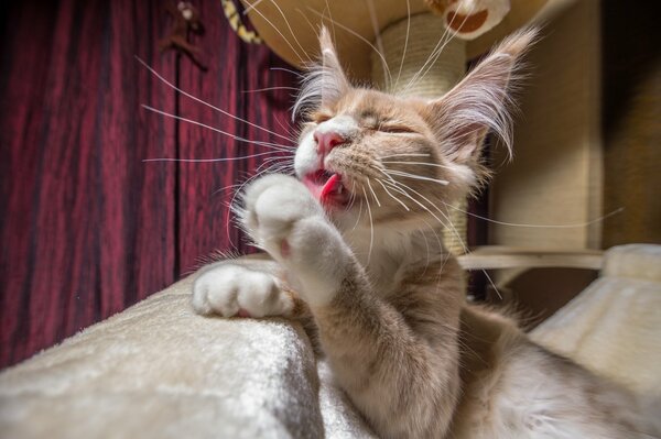 Maine Coon washes his furry paws