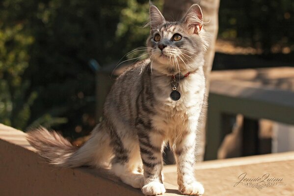 Fluffy kitty in a collar