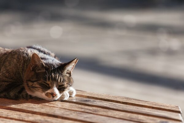 Sleeping horse on the bench in summer