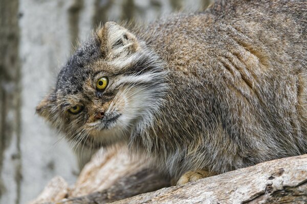 Manul trzcinowy kot i jego spojrzenie