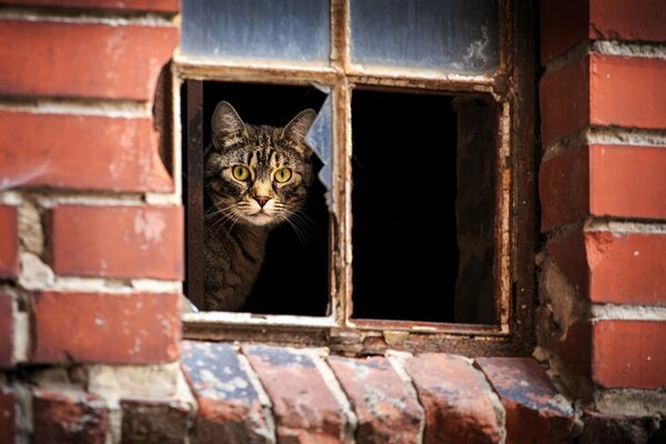 The cat s gaze through the window