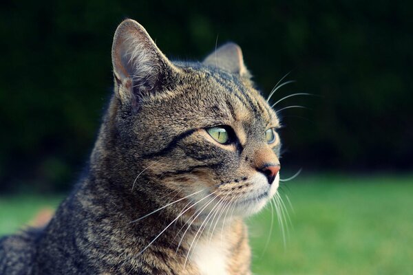 Cara de gato gris descarado en el césped