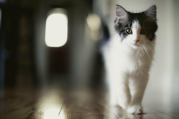 The cat warily looks at the reflection of a person in the glass