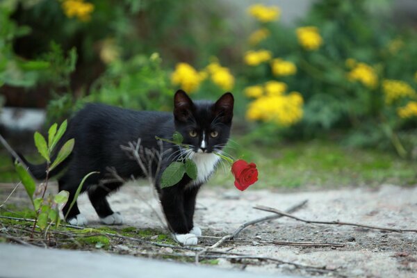 A black cat carries a red rose