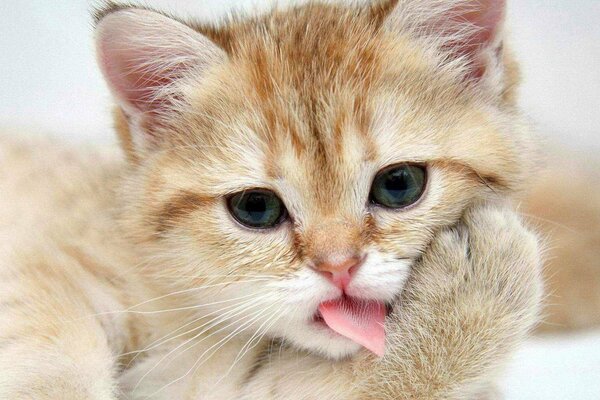 Cute red kitten licking fur