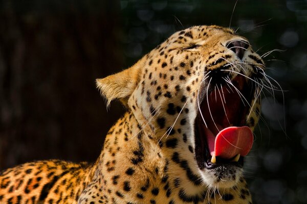 Leopardo bosteza lengua visible