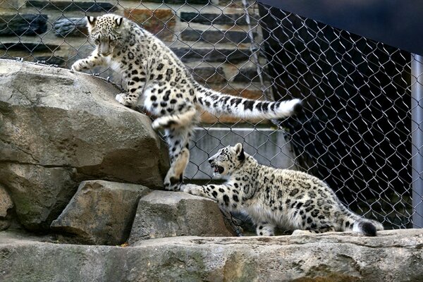 Jeu de léopards des neiges dans la volière