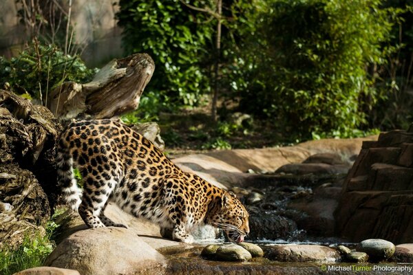 Leopardo pied acqua dal fiume. Gatto selvatico. Fauna