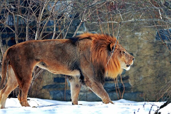 A lion with a luxurious mane at the winter zoo