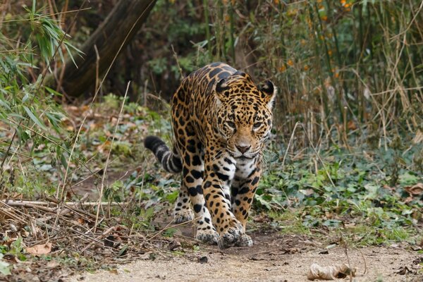 Jaguar w znanym środowisku