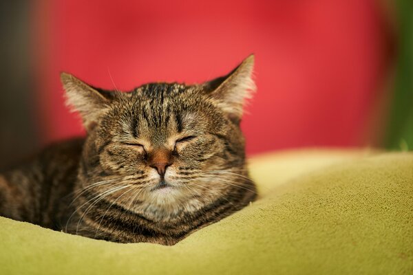 Le sommeil d un chat domestique