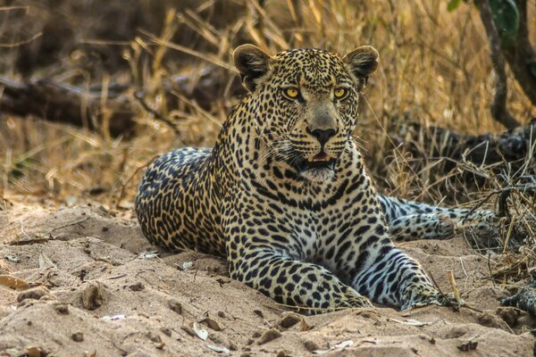 Gato depredador salvaje yace en la arena