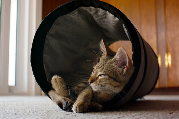 Photo confortable d un chat dans la maison