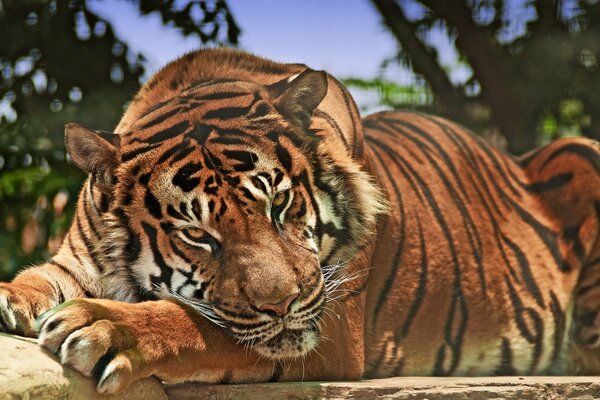 Enorme tigre guardando la telecamera