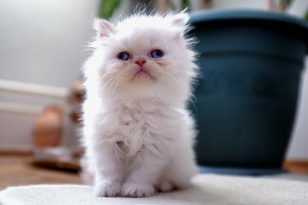 Petit chaton blanc aux yeux bandés