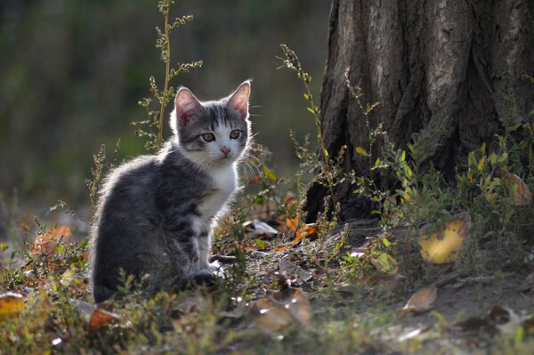 Thoughtful kitty in nature