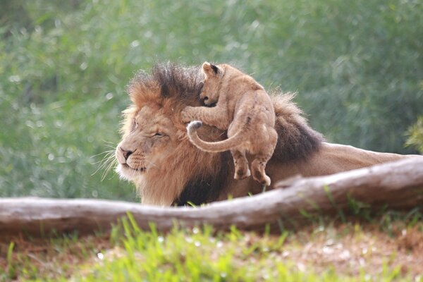 Leone e cucciolo di leone che giocano nella natura