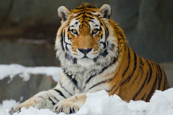 Ein Amur-Tiger mit einem intelligenten Blick liegt im Schnee