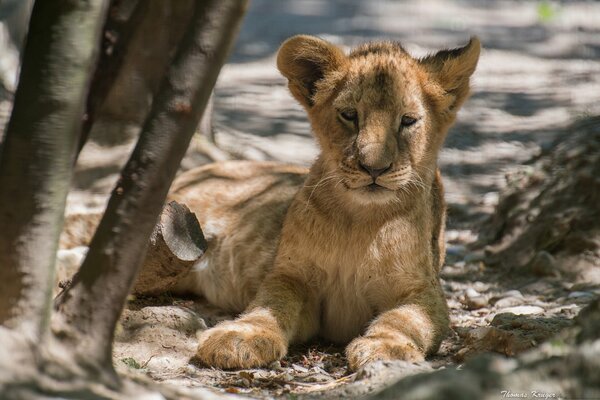 Cucciolo di leone su sfondo grigio