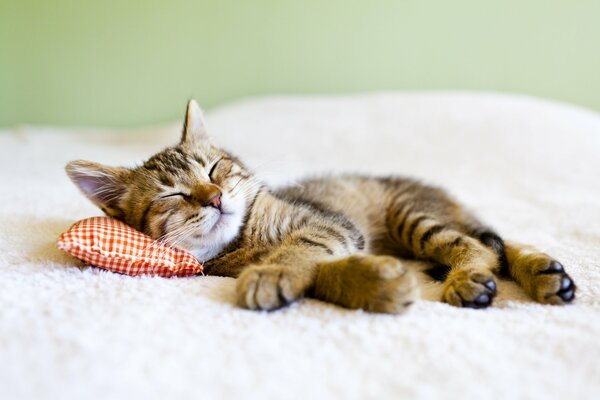 El gatito se acuesta en una almohada y duerme