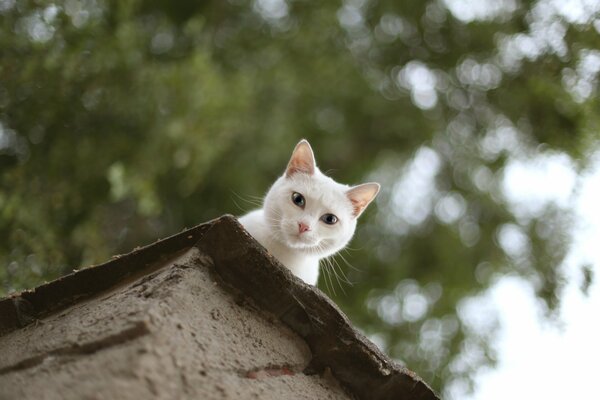 Белый котик выглядывает с крыши