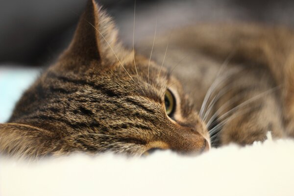 Portrait of a cat in bed