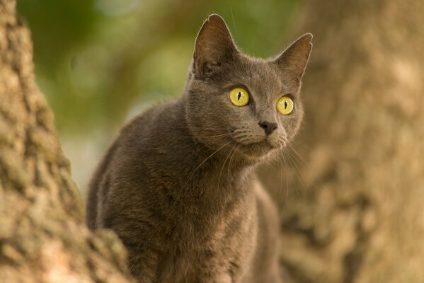 El gato gris Mira con una mirada expresiva