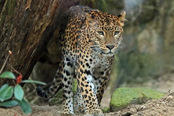 Predator leopard is a wild cat in Africa