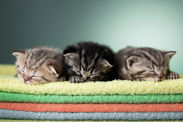 Three kittens on towels