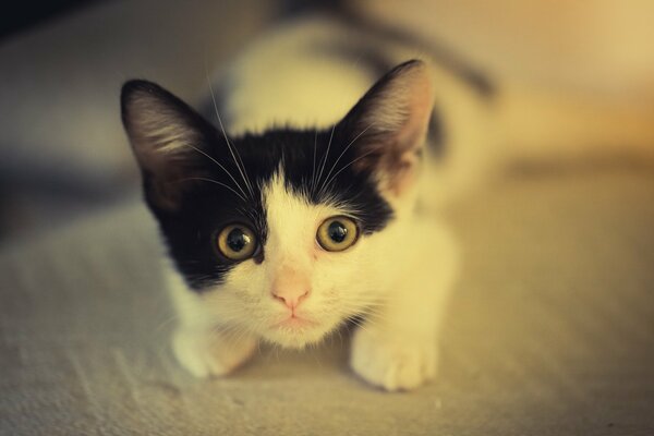 Gatito blanco y negro miente