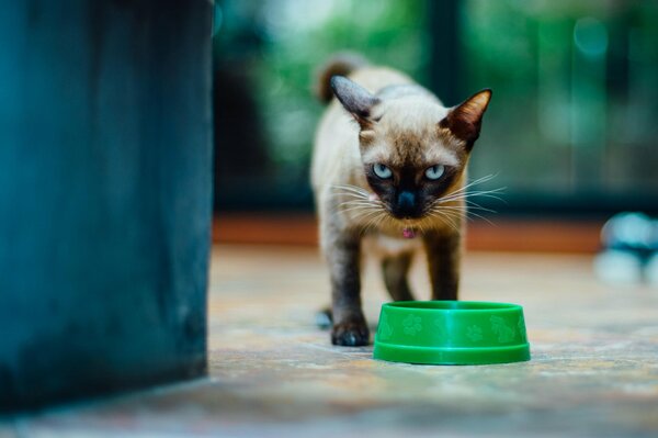 The look of a Siamese cat guarding a bowl