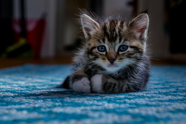 Regard triste de bébé chaton sur fond bleu