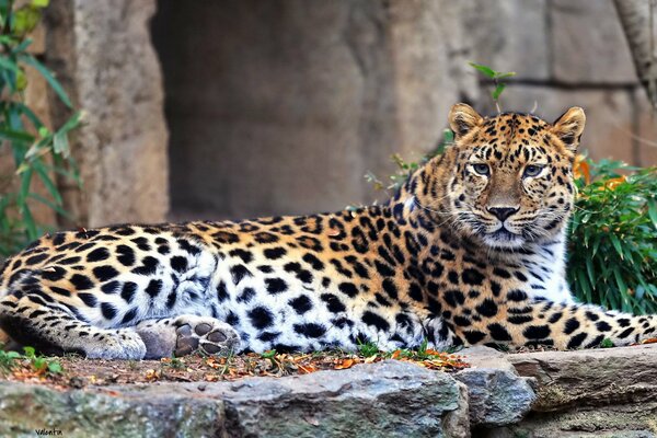 El leopardo depredador del lejano Oriente se acuesta y descansa a la espera de la presa de cualquier cosa