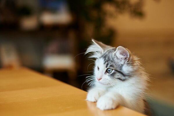 The kitten s sly little face sat down at the table