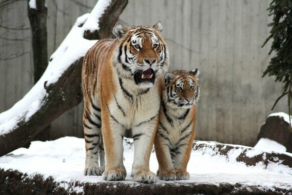 Un par de tigres en la nieve en el zoológico de invierno