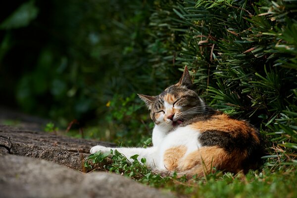 Un chat à trois poils se lave sur l herbe