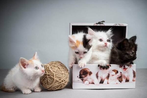 Four colorful kittens in a box