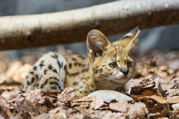 The serval kitten lies in the leaves