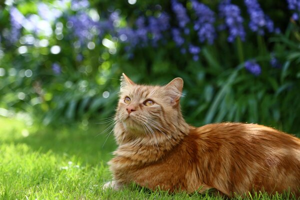 Rothaarige flauschige Katze auf dem Rasen im Garten