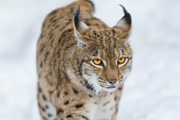 Wilder Luchs im Winter auf verschneitem Hintergrund